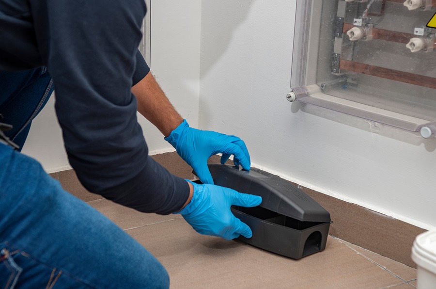 Why Pest Control Matters for Homes and Businesses in Chelmsford